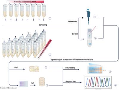 Evolution of antimicrobial resistance in E. coli biofilm treated with high doses of ciprofloxacin